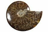 Polished Ammonite (Cleoniceras) Fossil - Madagascar #339201-1
